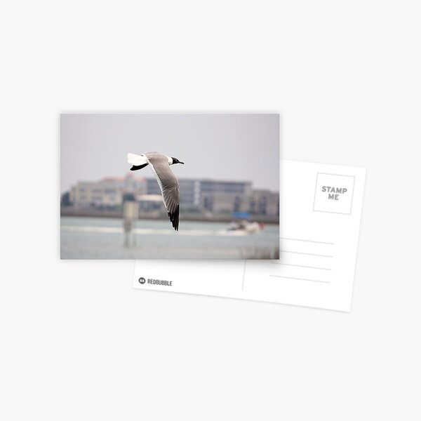 Item preview, Laughing Gull flying over the Marsh designed and sold by Paulette1021.