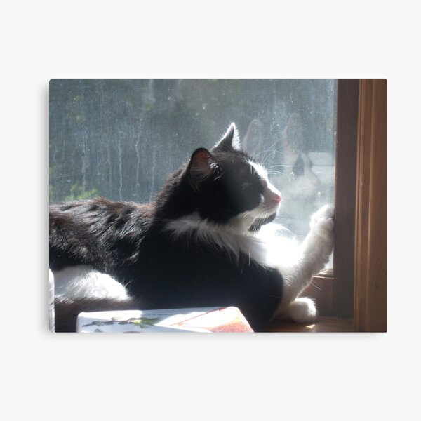 Jelly Belly Metal Print
