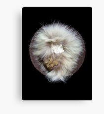 Earth Sky Water Shield Canvas Print