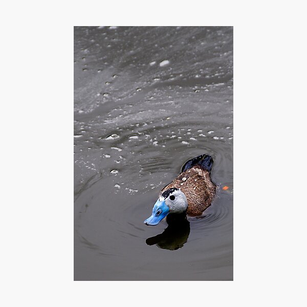 Item preview, White headed Duck (Oxyura leucocephala)  designed and sold by buttonpresser.