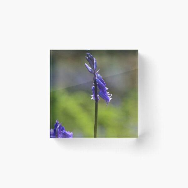 Item preview, Blue Bells In Spring designed and sold by absurdphotos.