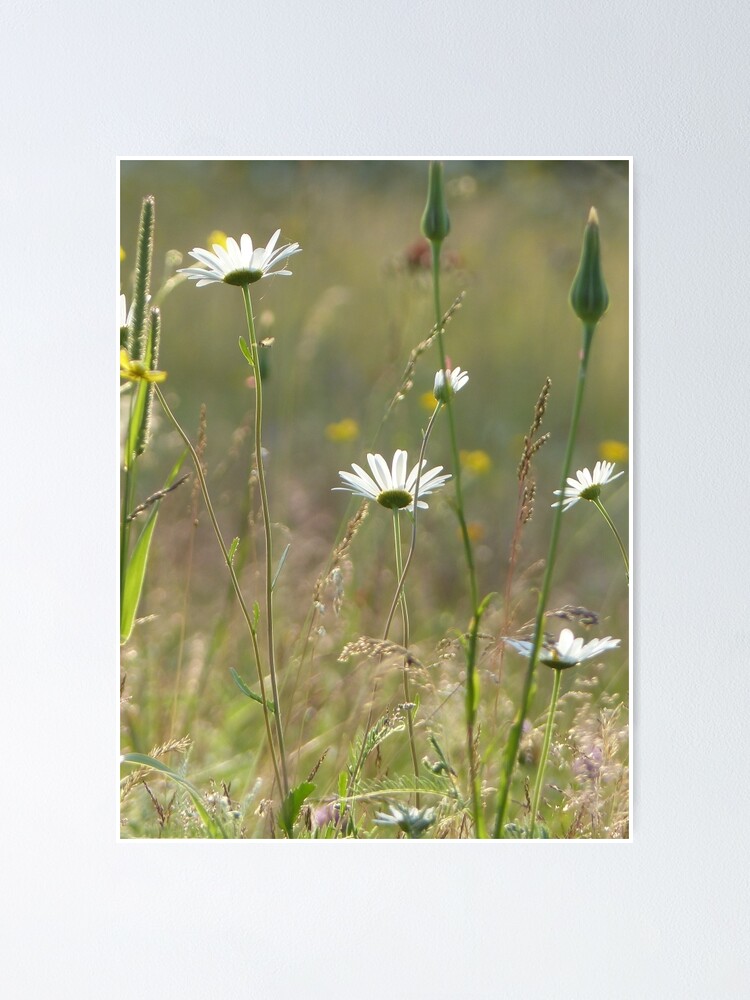 Champ De Fleurs Poster