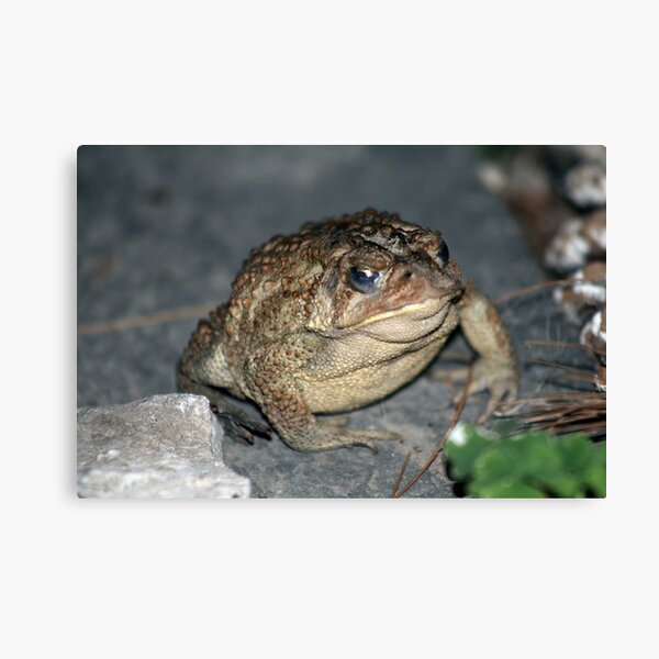 What do you mean I can't come in! 2 of 4 Canvas Print