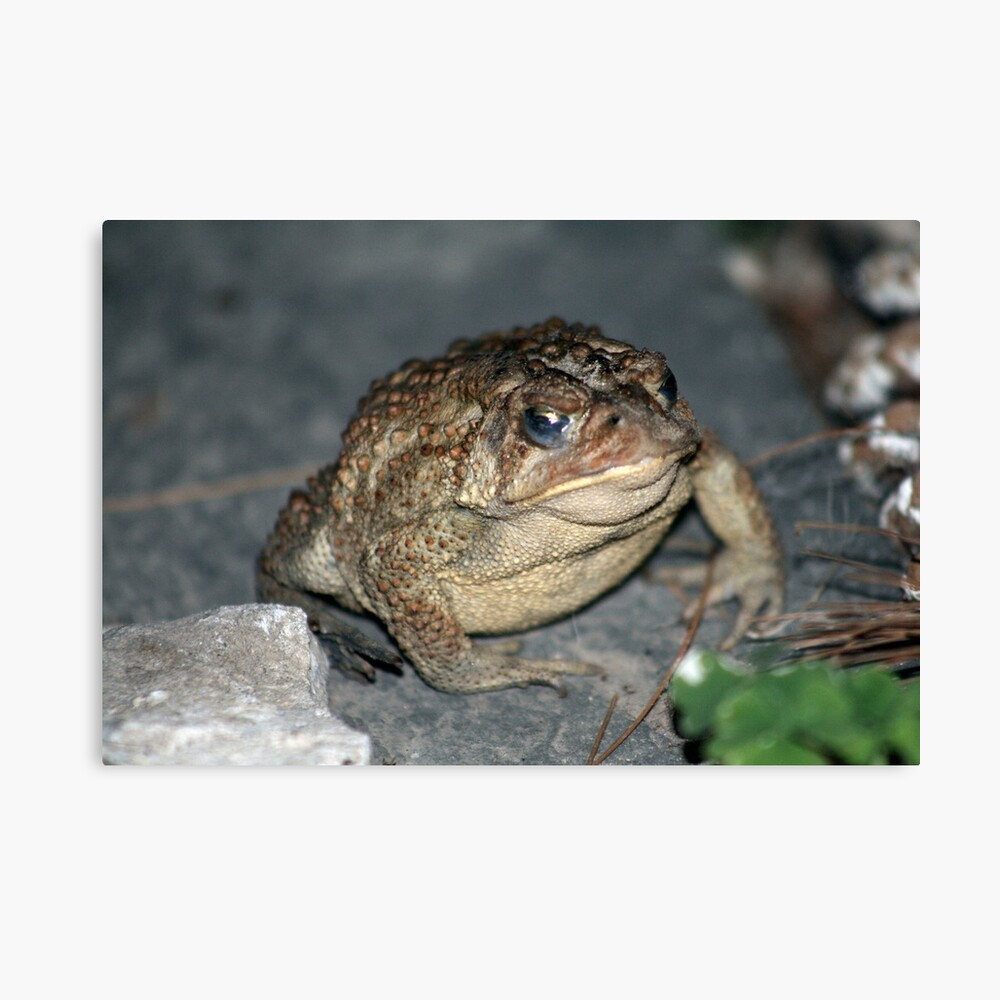 What do you mean I can't come in! 2 of 4 Canvas Print