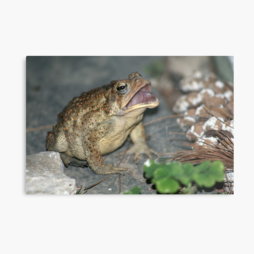 Let me in! 4 of 4 Metal Print