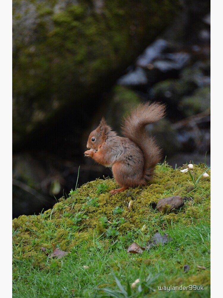 Red Squirrel by waylander99uk