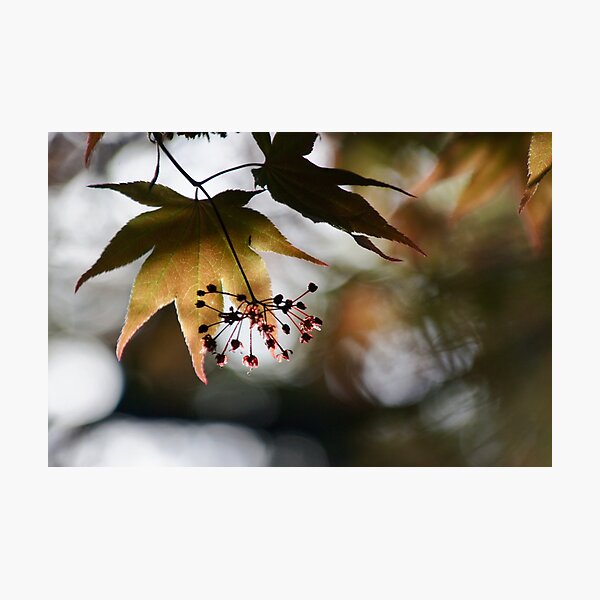 Item preview, Backlit designed and sold by Kirstyshots.