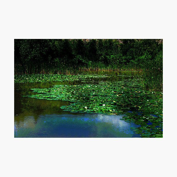 Item preview, Lily Pond designed and sold by Elaine Manley.