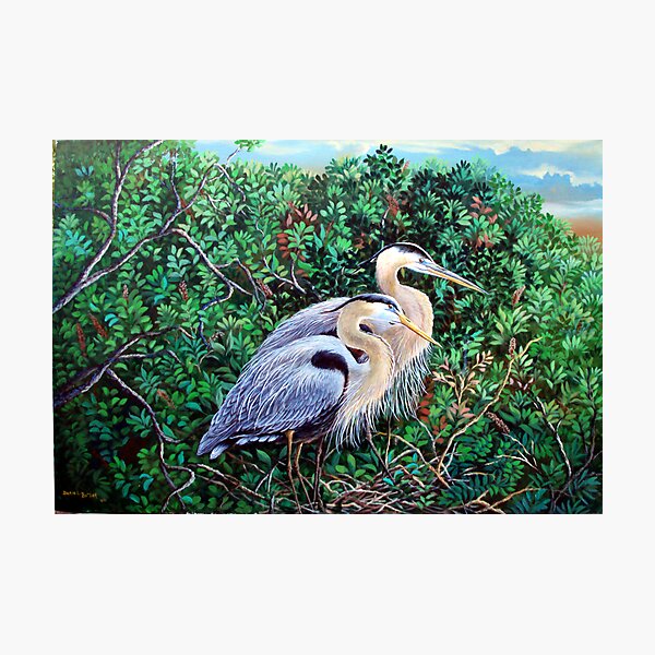 Morning Refuge-Great Blue Heron Photographic Print