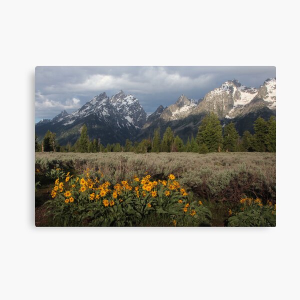 Grand Teton & Mule's Ears Canvas Print