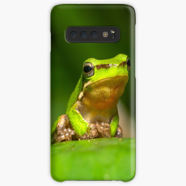 Dwarf Tree Frog, Montville Queensland Samsung Galaxy Snap Case