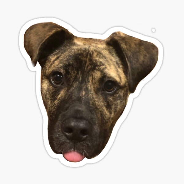 brindle boxer mixed with pitbull