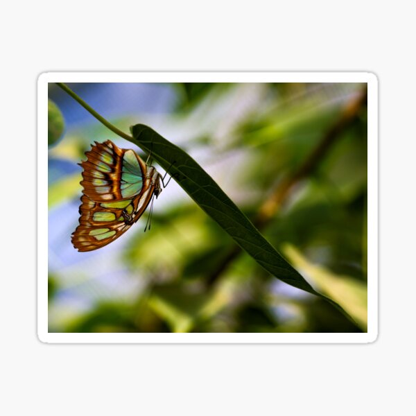 Hanging Around Sticker