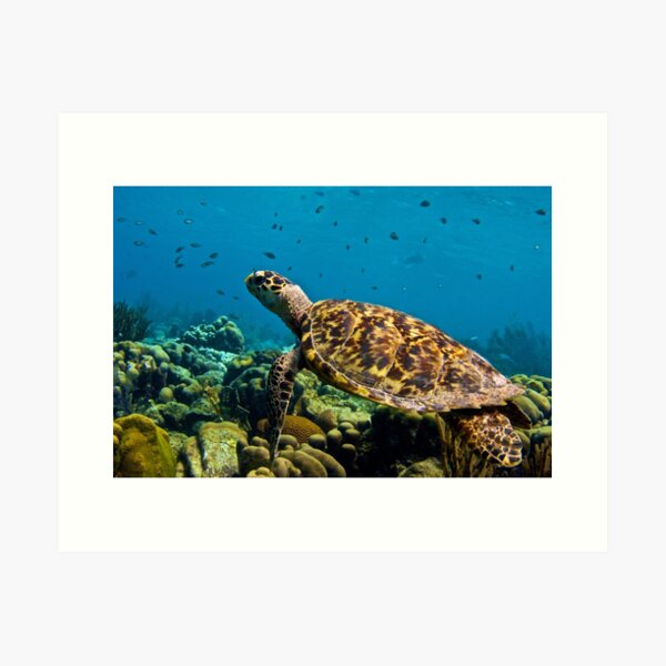 Sea Turtle on Bonaire's Reef Art Print