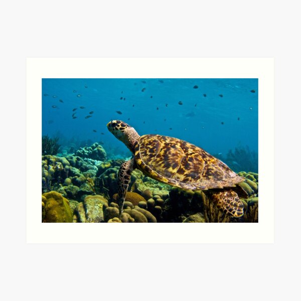 Sea Turtle on Bonaire's Reef Art Print