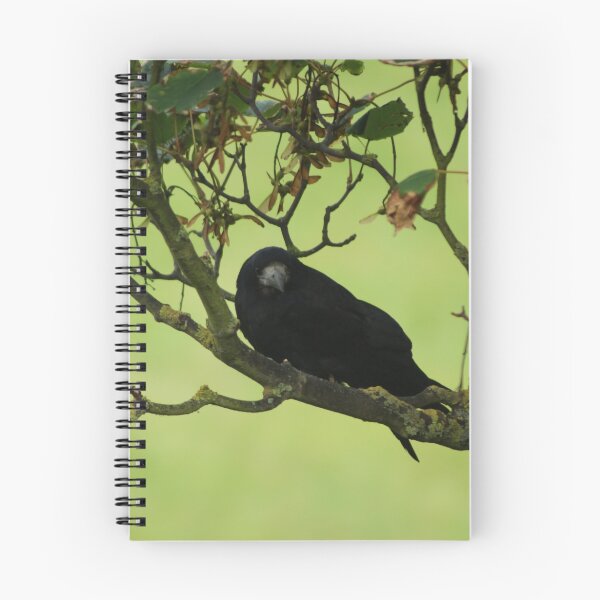 Item preview, Rook in Tree designed and sold by shane22.