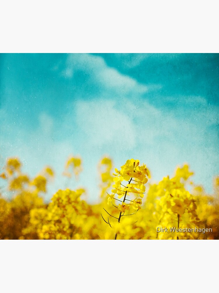 Spring Time - Blooming Rapeseed flowers by DyrkWyst