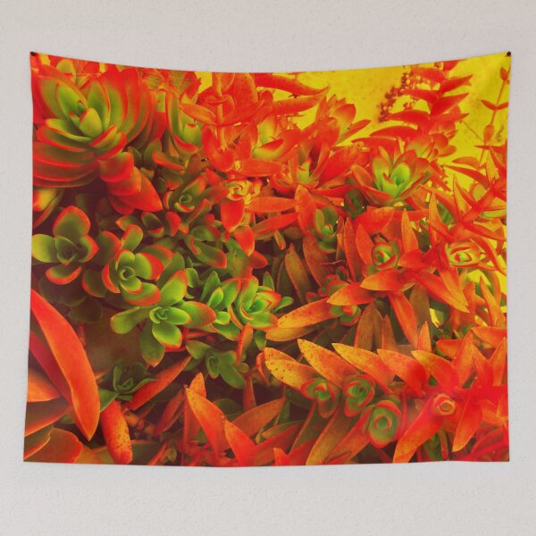 Item preview, Flaming Campfire Crassula Succulent Photography designed and sold by bexilla.
