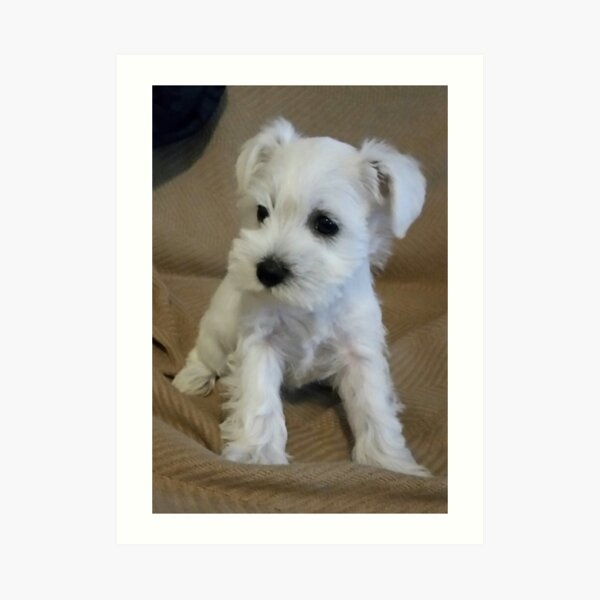 Lamina Artistica Cachorro Schnauzer Blanco De Photos67 Redbubble