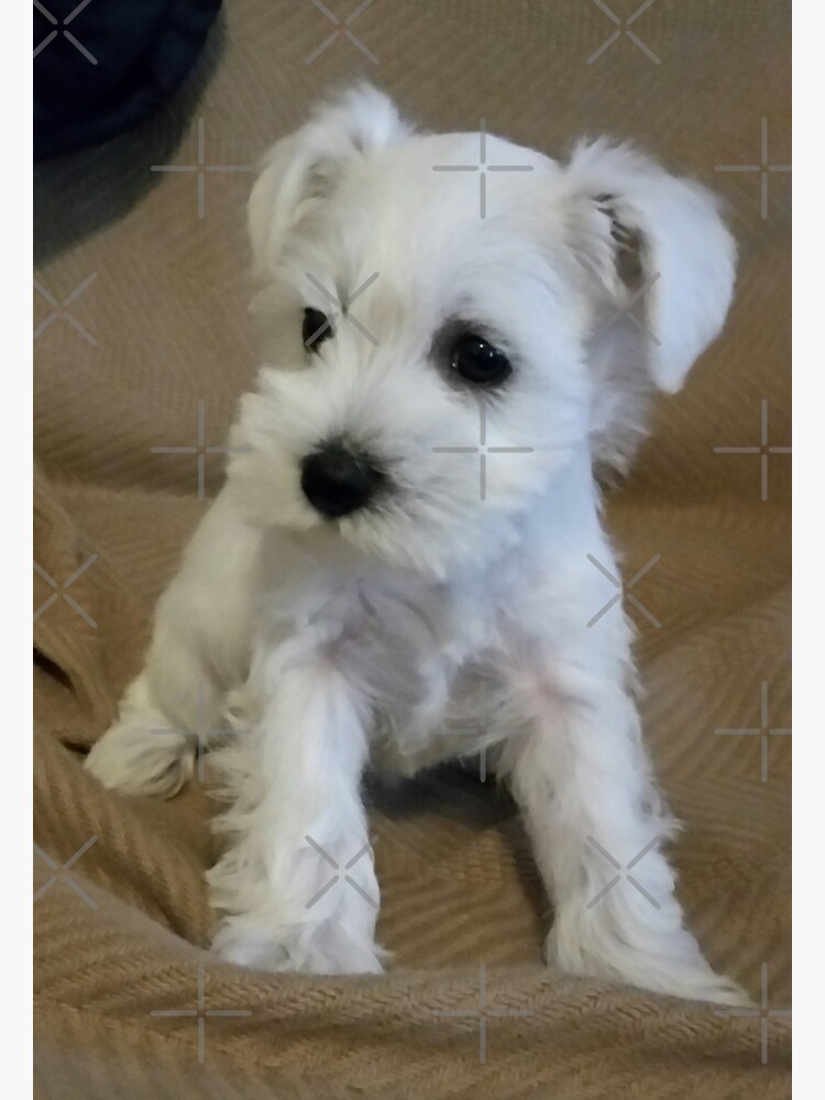 white schnauzer puppy