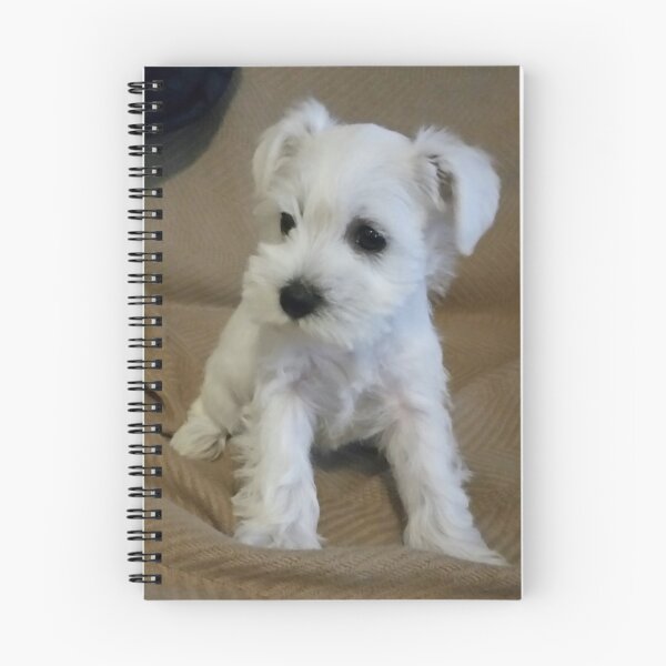 Item preview, White Schnauzer Puppy designed and sold by Photos67.