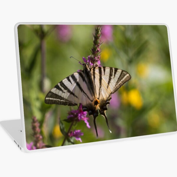 Scarce swallowtail butterfly Laptop Skin