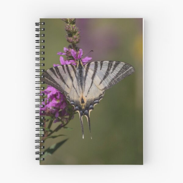 Item preview, Scarce swallowtail butterfly designed and sold by pietrofoto.