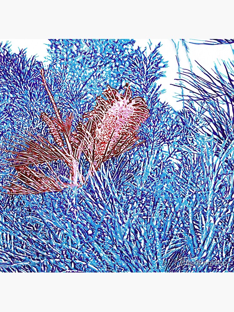Red and Blue Grevillea by TripodDogShop