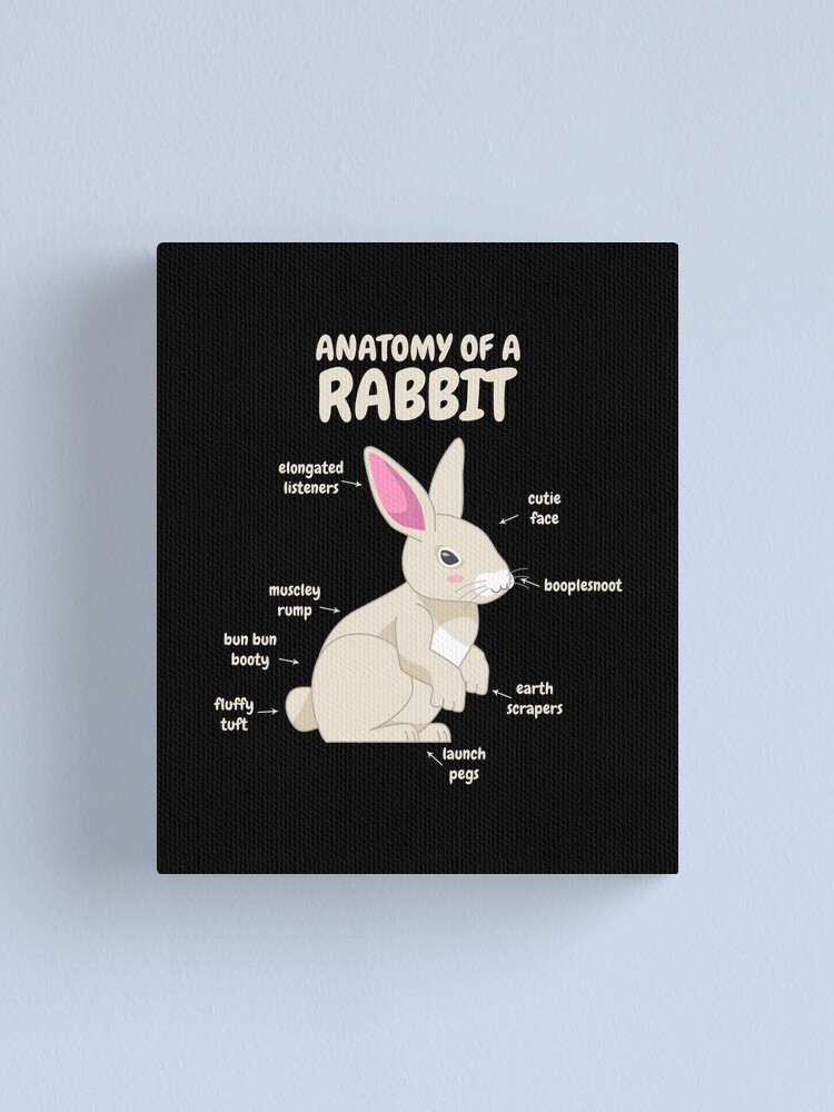 Anatomy Of A Rabbit Cute Bunny Animal Joke Canvas Print