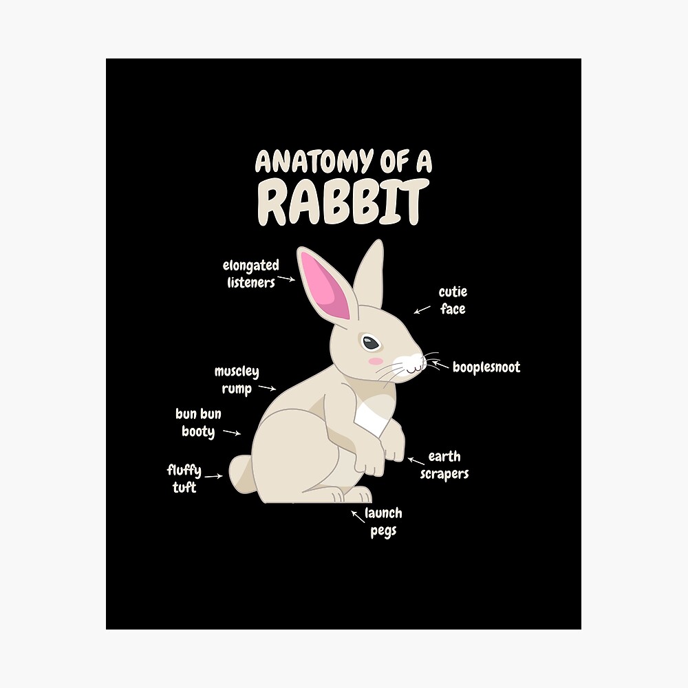 Poster Anatomie D Un Lapin Blague Mignonne D Animal De Lapin Par Printpress Redbubble