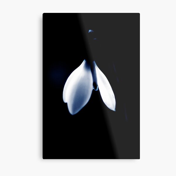 Cool white Snowdrop Metal Print
