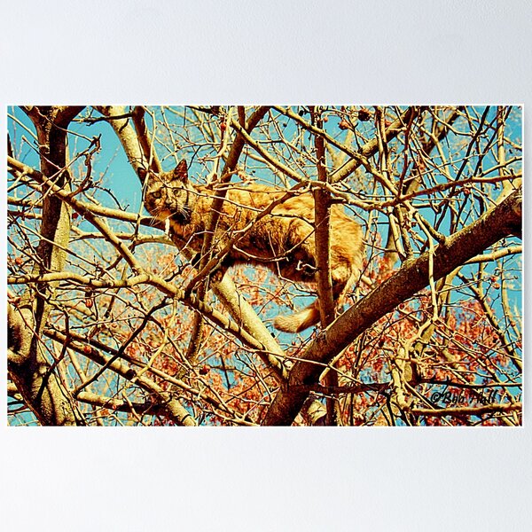Item preview, "HEAD FOR THE HILLS, I mean... BRANCHES," Photo, for prints and products designed and sold by Bob Hall©.