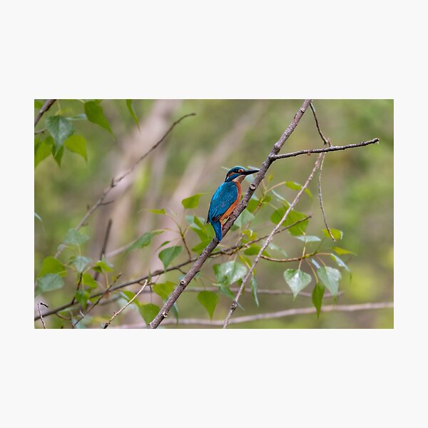 kingfisher Photographic Print
