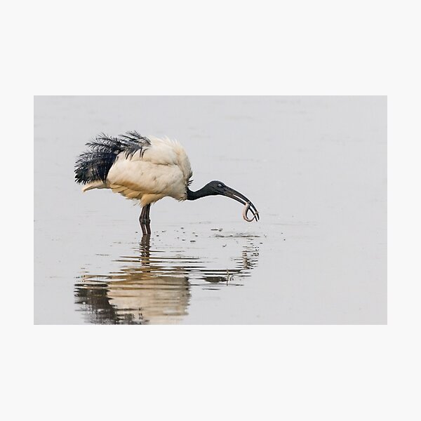 African sacred ibis Photographic Print