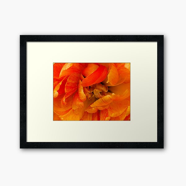 Große Amber Blossom Gerahmter Kunstdruck