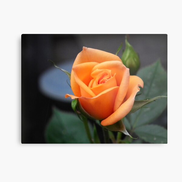 Item preview, A Rose  designed and sold by Andy Jordan.