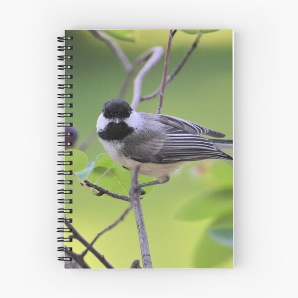 Item preview, Black-capped Chickadee designed and sold by Kathleen Brant.