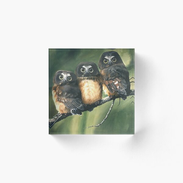 Saw Whet Owls Acrylic Block