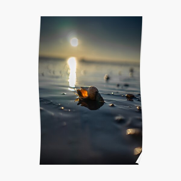 Shell, Southsea Beach Poster