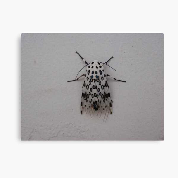 polkadot ugh Canvas Print