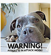 Cute Pitbull in Attack Mode Poster