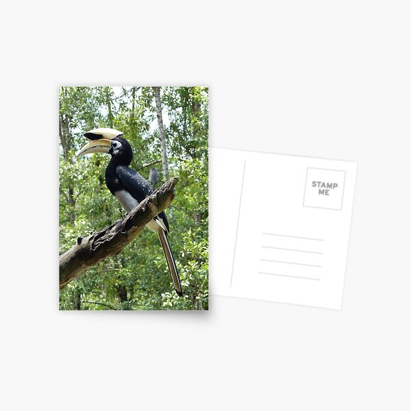 Oriental Pied Hornbill Postcard
