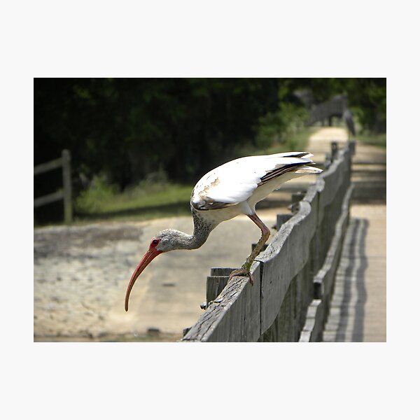 Item preview, Ibis designed and sold by Savannah Gibbs.