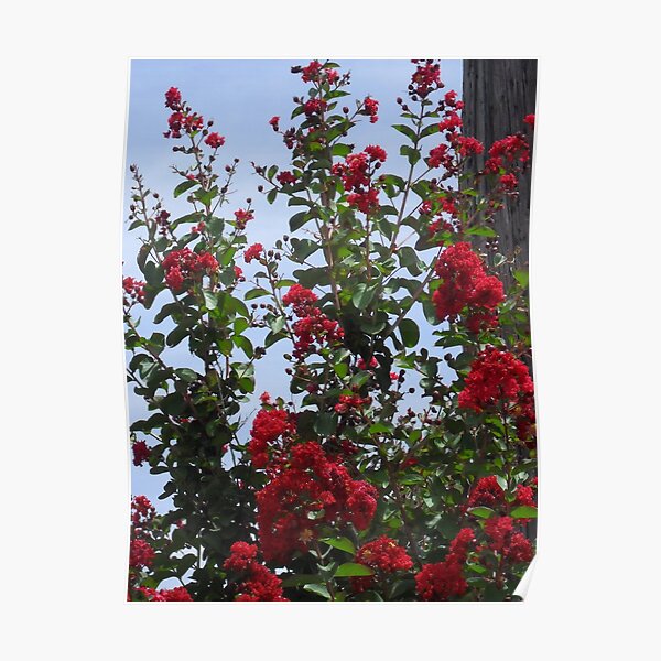 July Red Poster