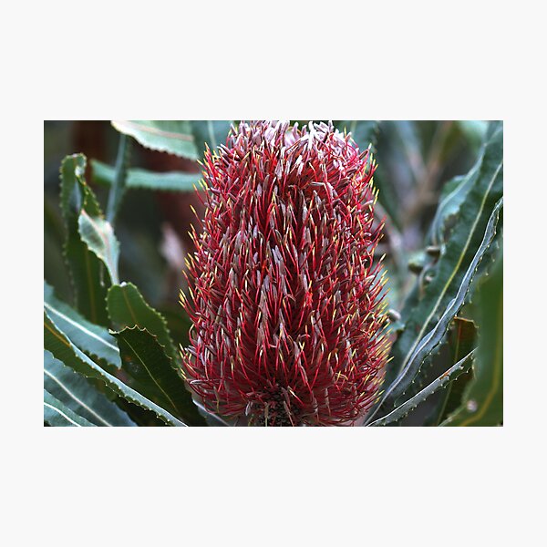 Item preview, Banksia menziesii designed and sold by andrachne.