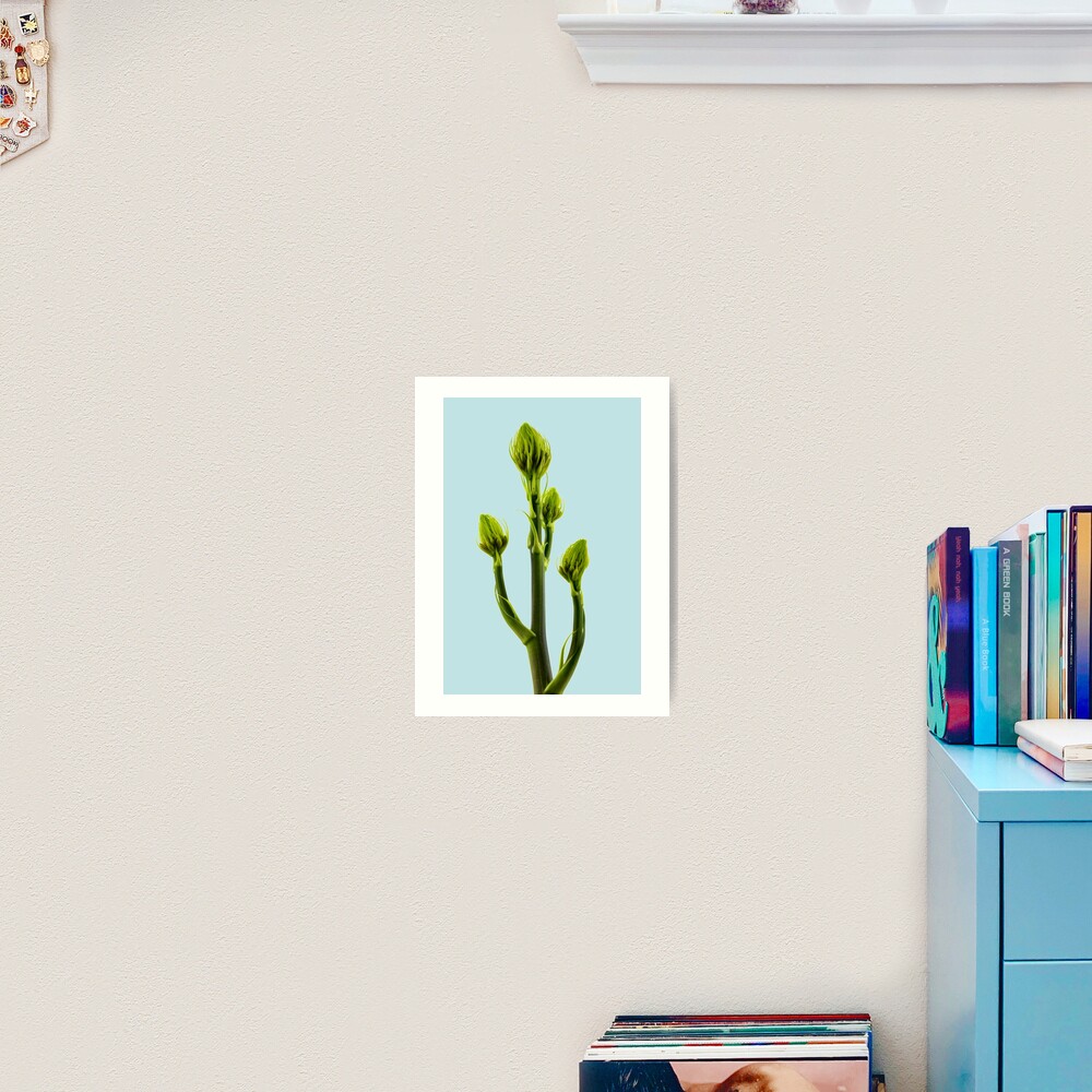 Aleo Vera flower buds Art Print