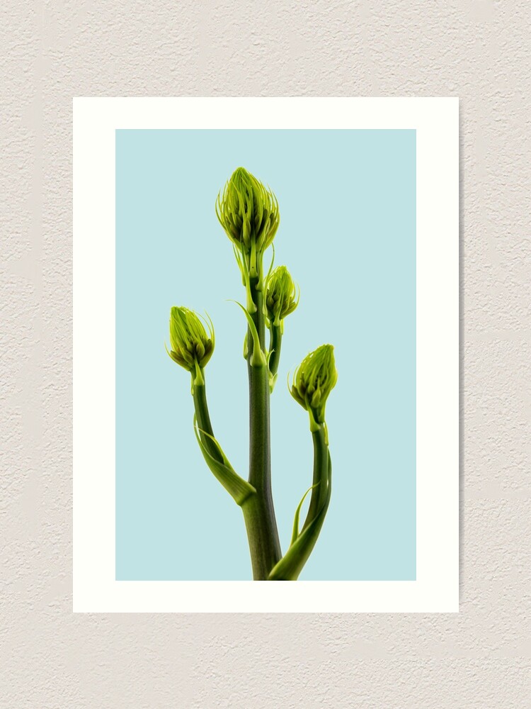 Alternate view of Aleo Vera flower buds Art Print