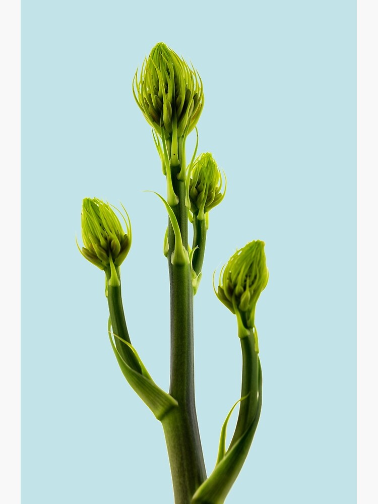 Aleo Vera flower buds by fardad