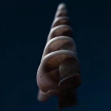 Artwork thumbnail, Shell by CezB