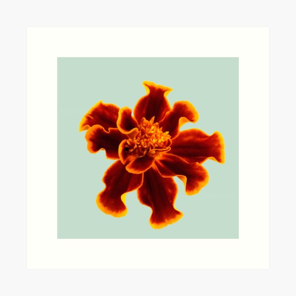 Marigold Flower Art Print